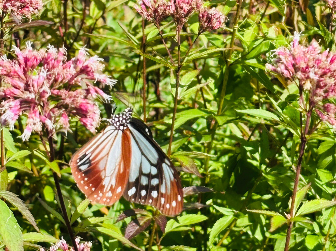 Kuju Flower Park-竹田市必去景点