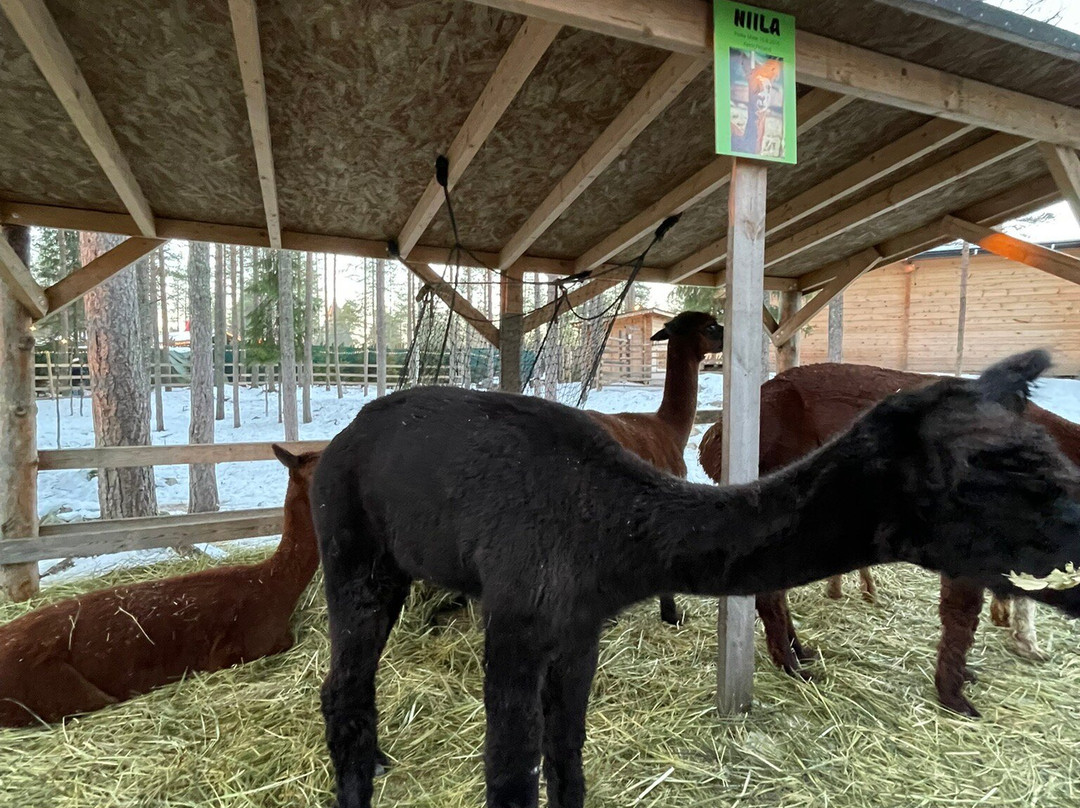 Santa's Pets Tallitontun Piha-罗瓦涅米必去景点