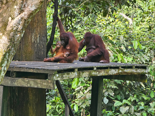 Paradesa Borneo-古晋必去景点
