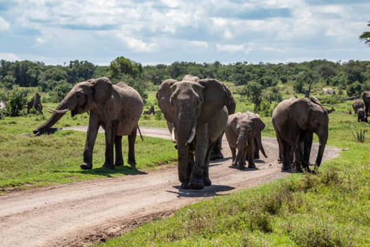 Skyward Safari Adventures-内罗毕必去景点