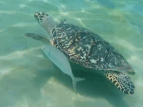 Budget Boat Trips Curacao-库拉索必去景点