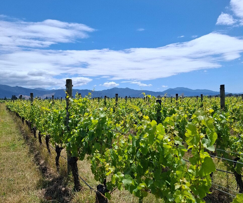 FROMM Winery-布伦海姆必去景点