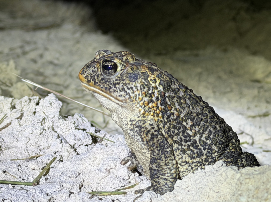 Tour The Glades - Private Wildlife Tours-大沼泽地必去景点