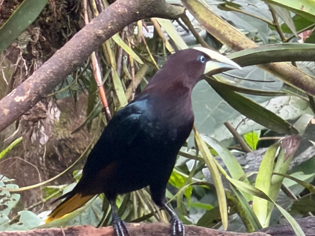 Tapir Valley Nature Reserve-Bijagua de Upala必去景点