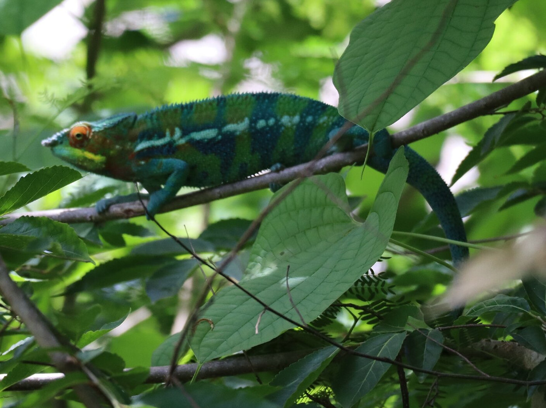 Nosy Tanikely-Nosy Tanihely必去景点