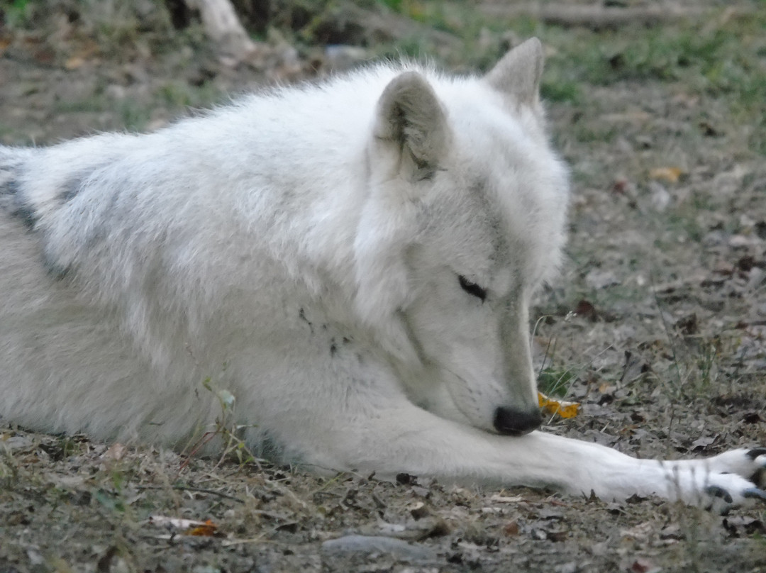 Lakota Wolf Preserve-Columbia必去景点