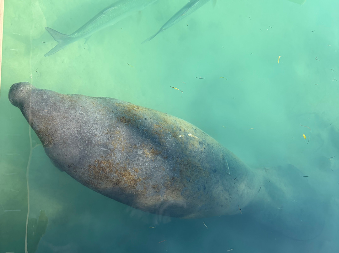 Better Than Most Scuba-马拉松必去景点