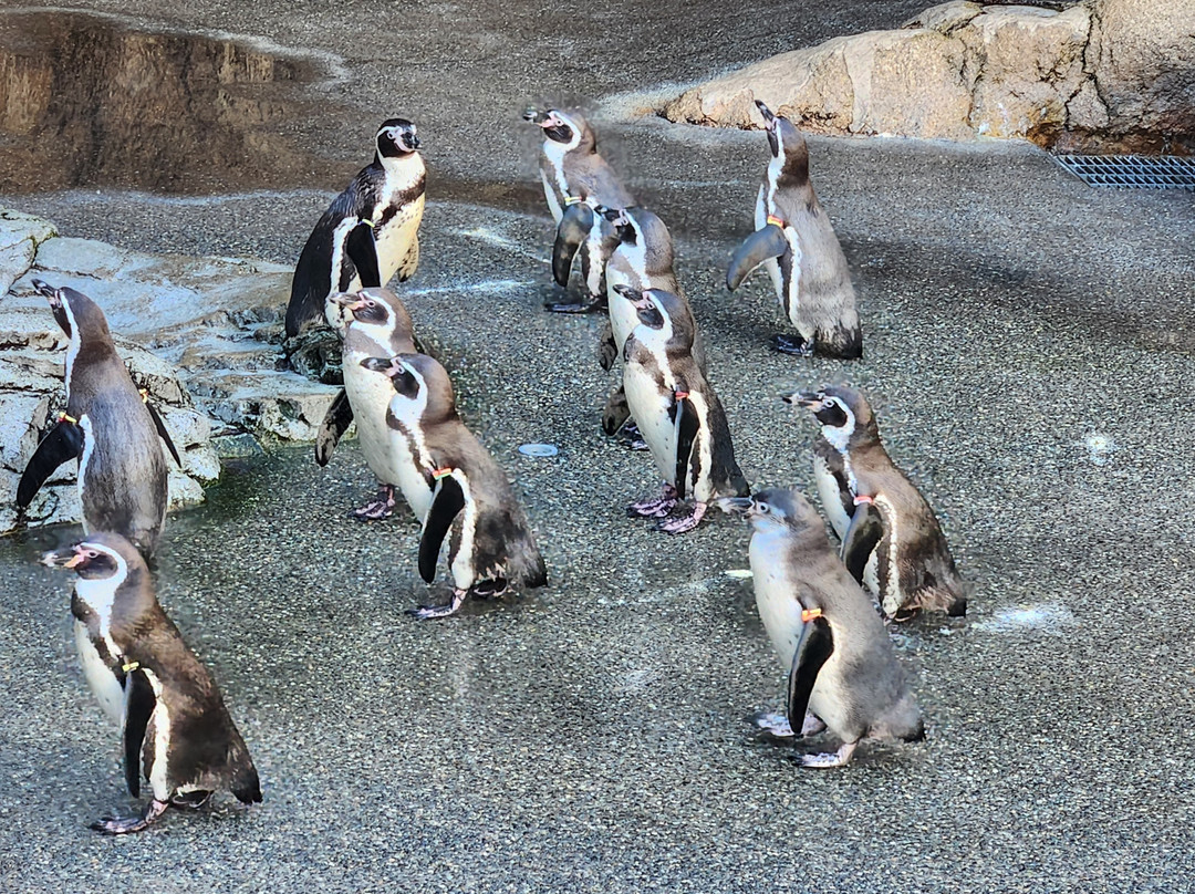 长崎企鹅水族馆-长崎市必去景点