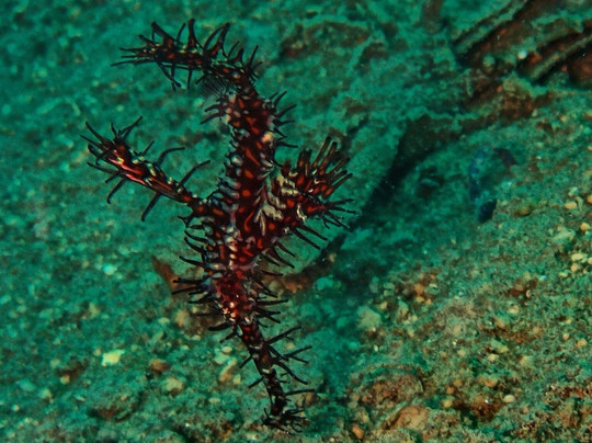 Meno Dive Club-Gili Meno必去景点