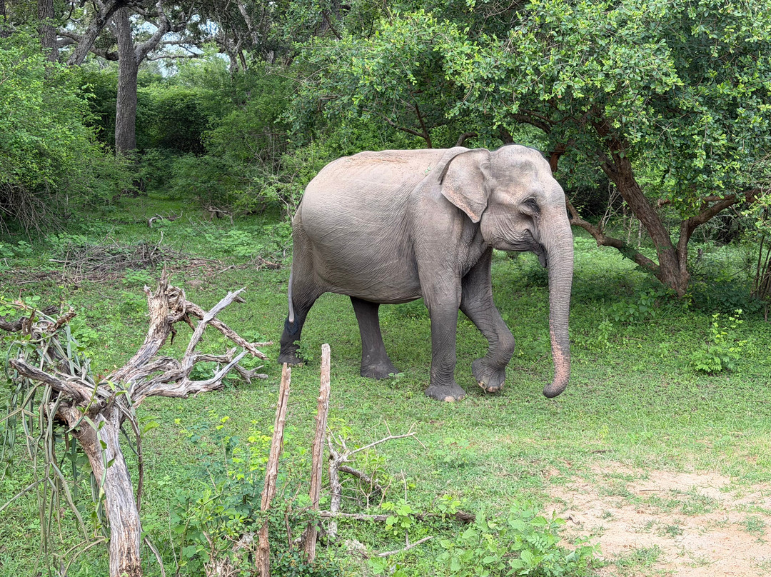 Sasha Tours-Waskaduwa必去景点