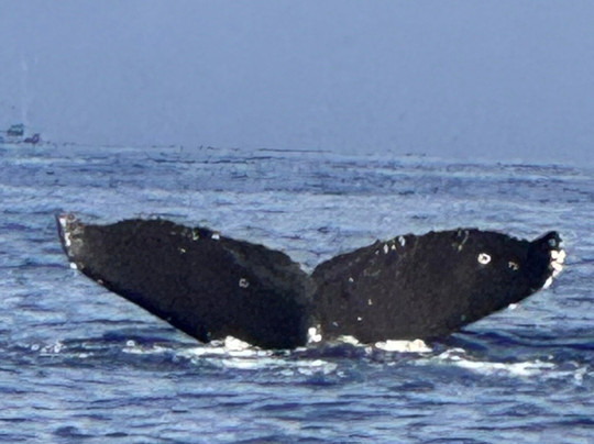 Alii Nui Maui - Sailing Charters-基黑必去景点