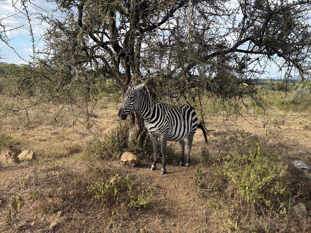 Nature Insight Safaris-内罗毕必去景点