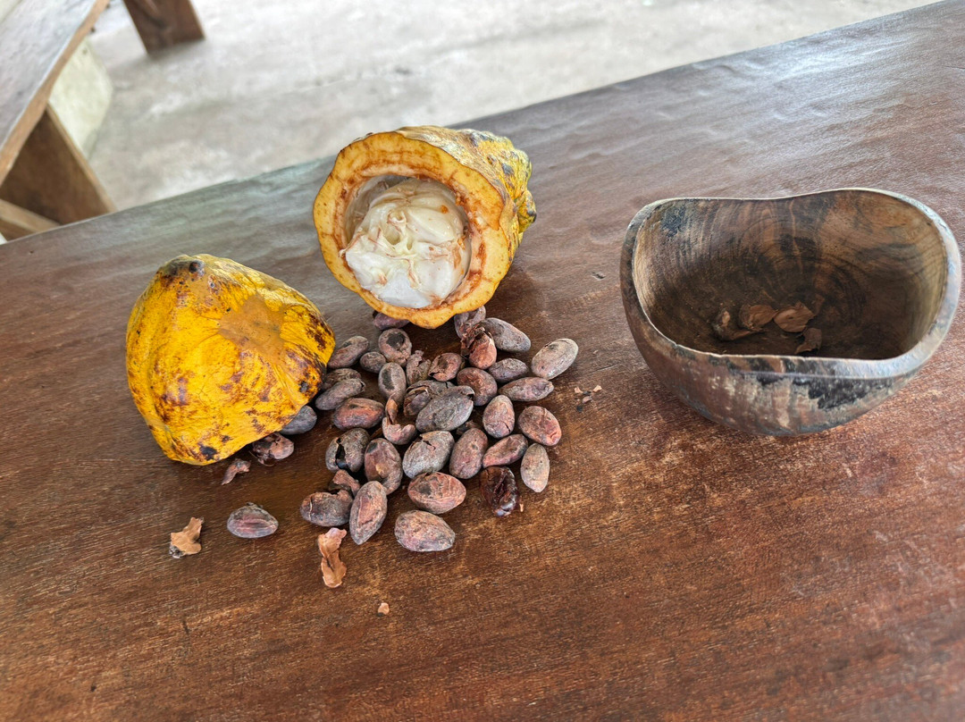 Cafe & Cacao Tour Bijagua-Bijagua de Upala必去景点