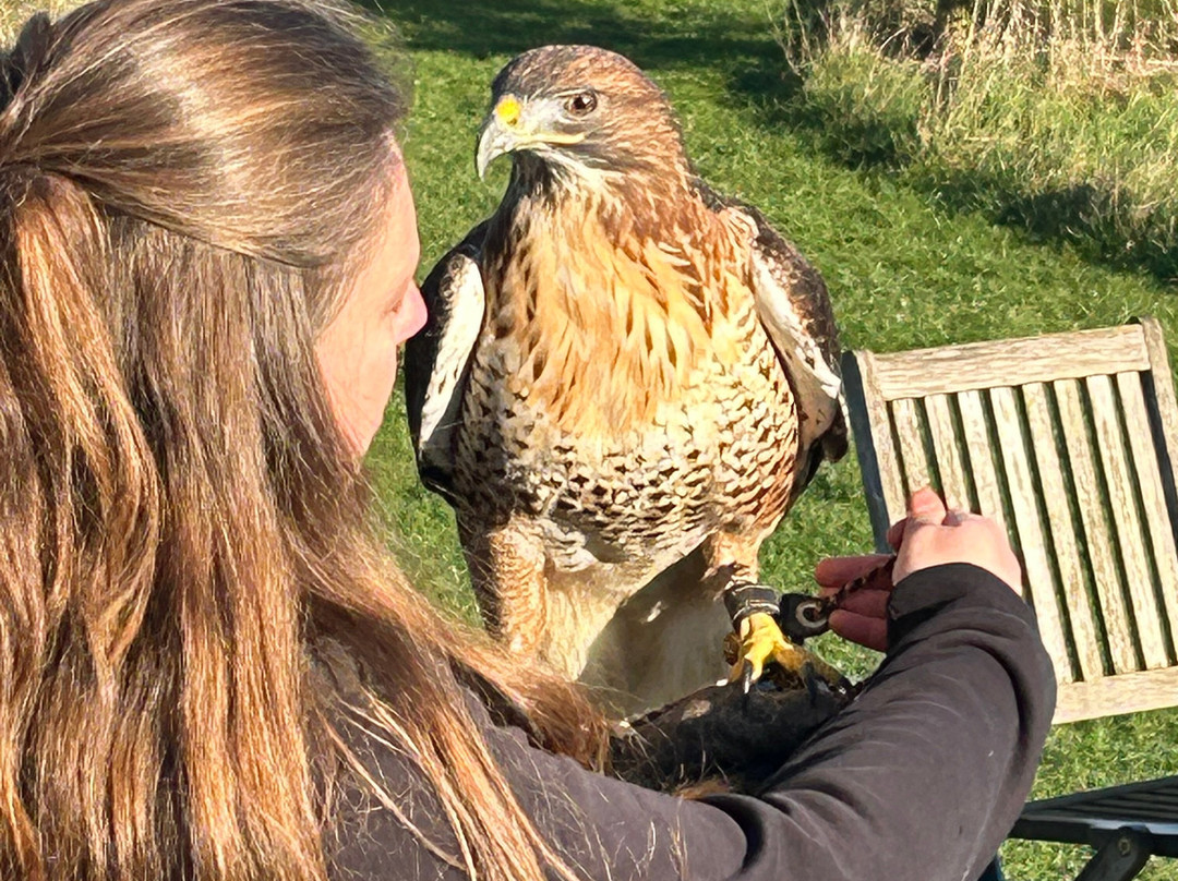 Bird on the Hand Falconry Experiences-Church Langton必去景点