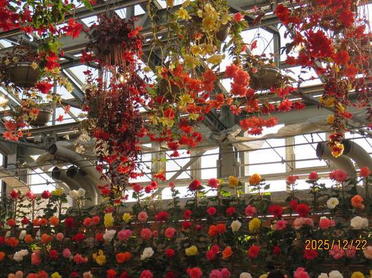 Begonia Garden