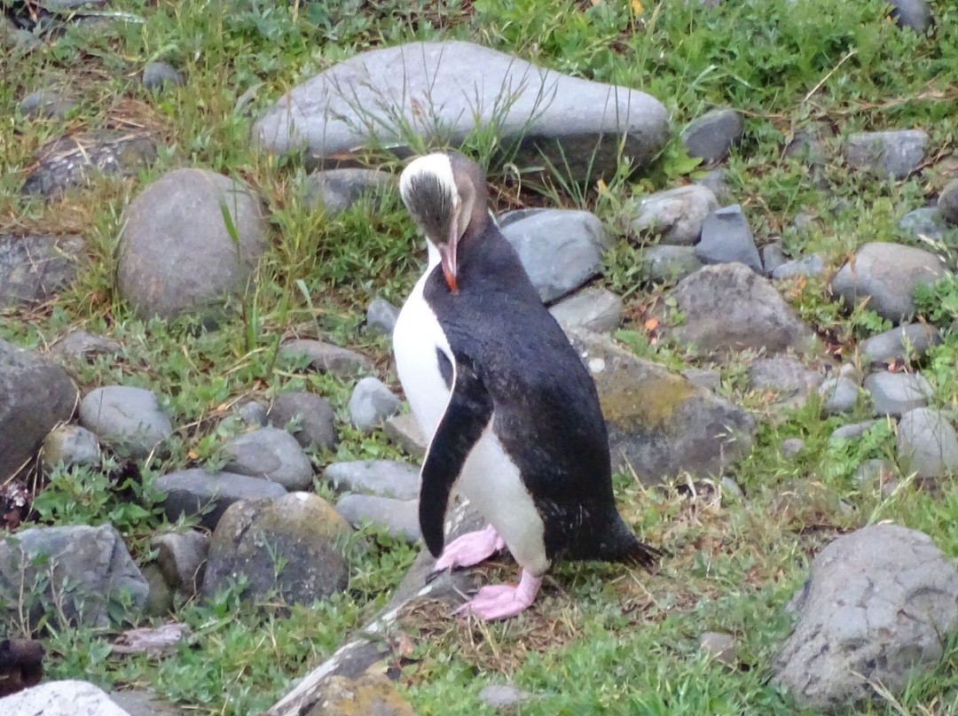 Catlins Tours-奥瓦卡必去景点