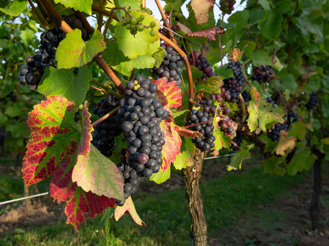 Mereworth Wines-梅德斯通必去景点