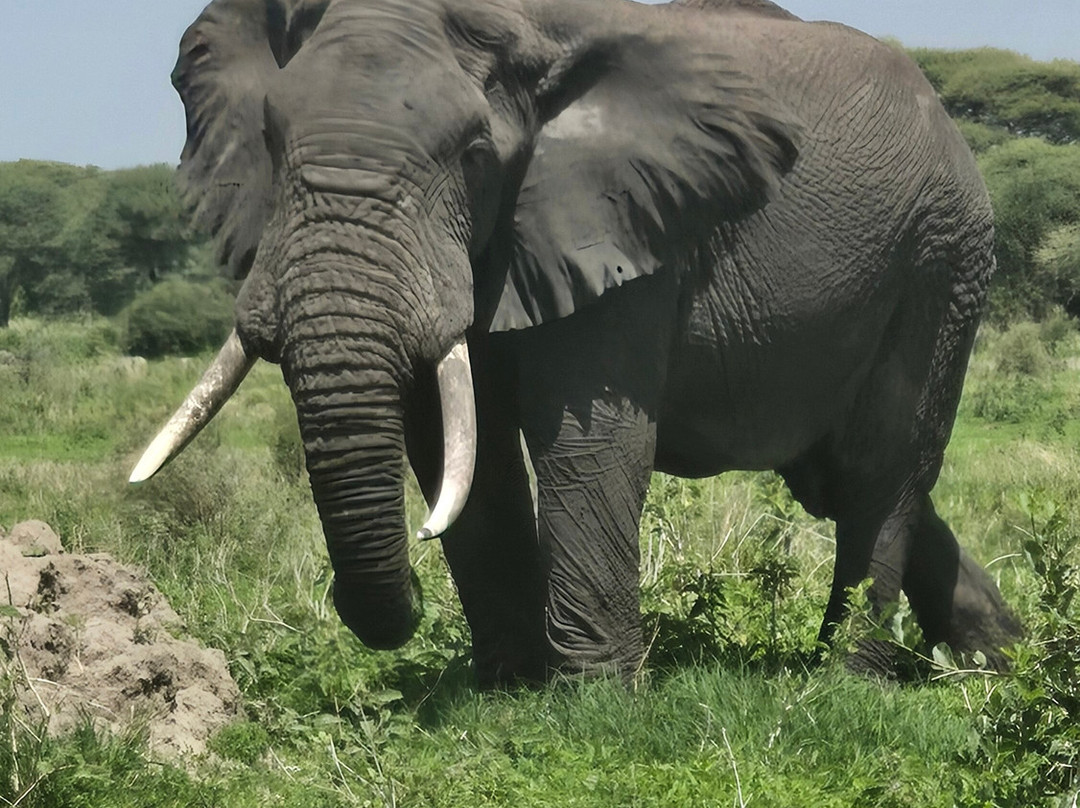 Abroad to Tanzania Safaris Ltd-Usa River必去景点