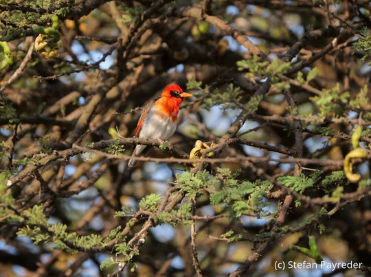 Bale Trek Ethiopia Tours-Goba必去景点