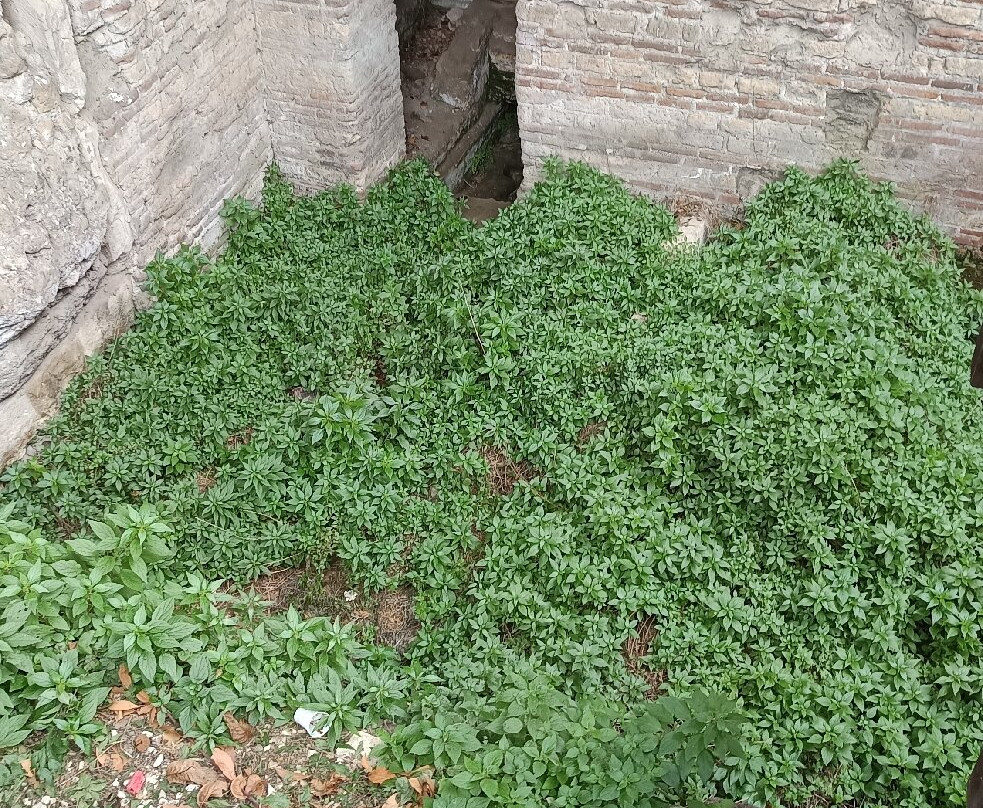 Complesso Basiliche Paleocristiane-Cimitile必去景点