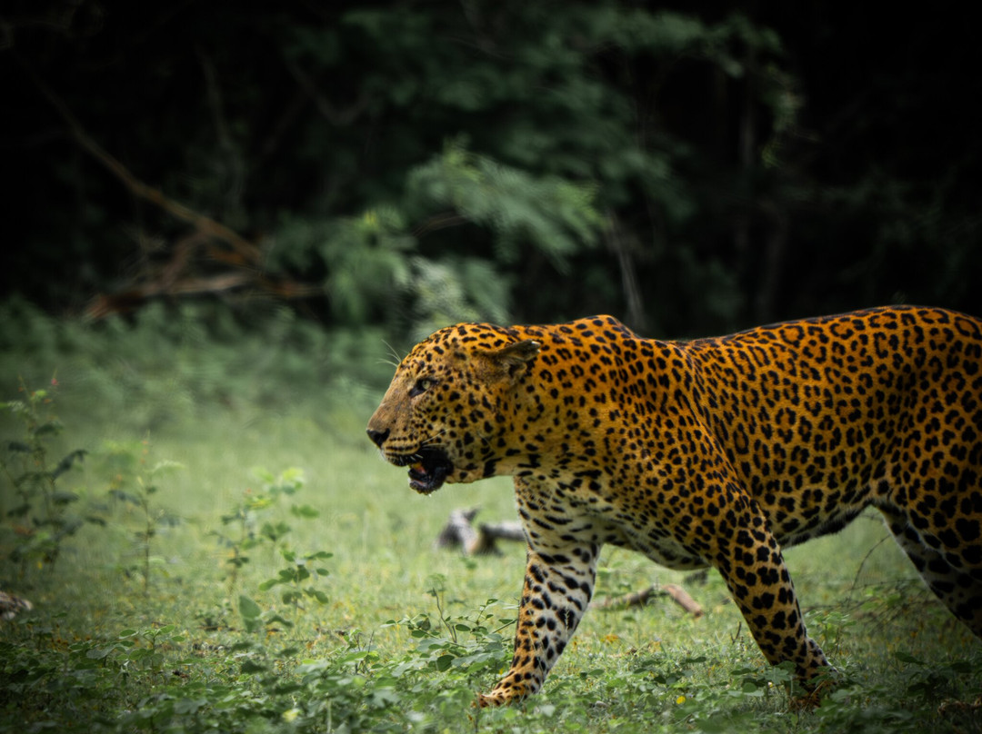 Sri Lanka Paradise Tours-尼甘布必去景点