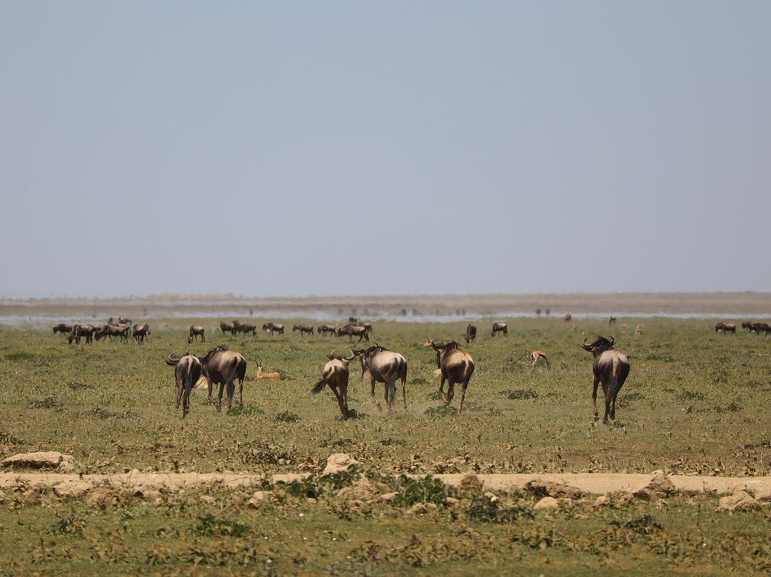 Safari Avventura-阿鲁沙必去景点