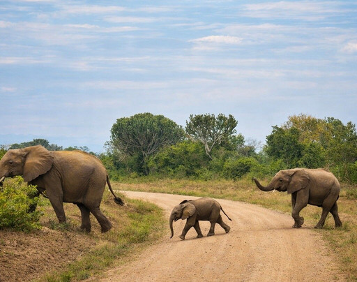 Gorilla Trek Africa-吉佳利必去景点