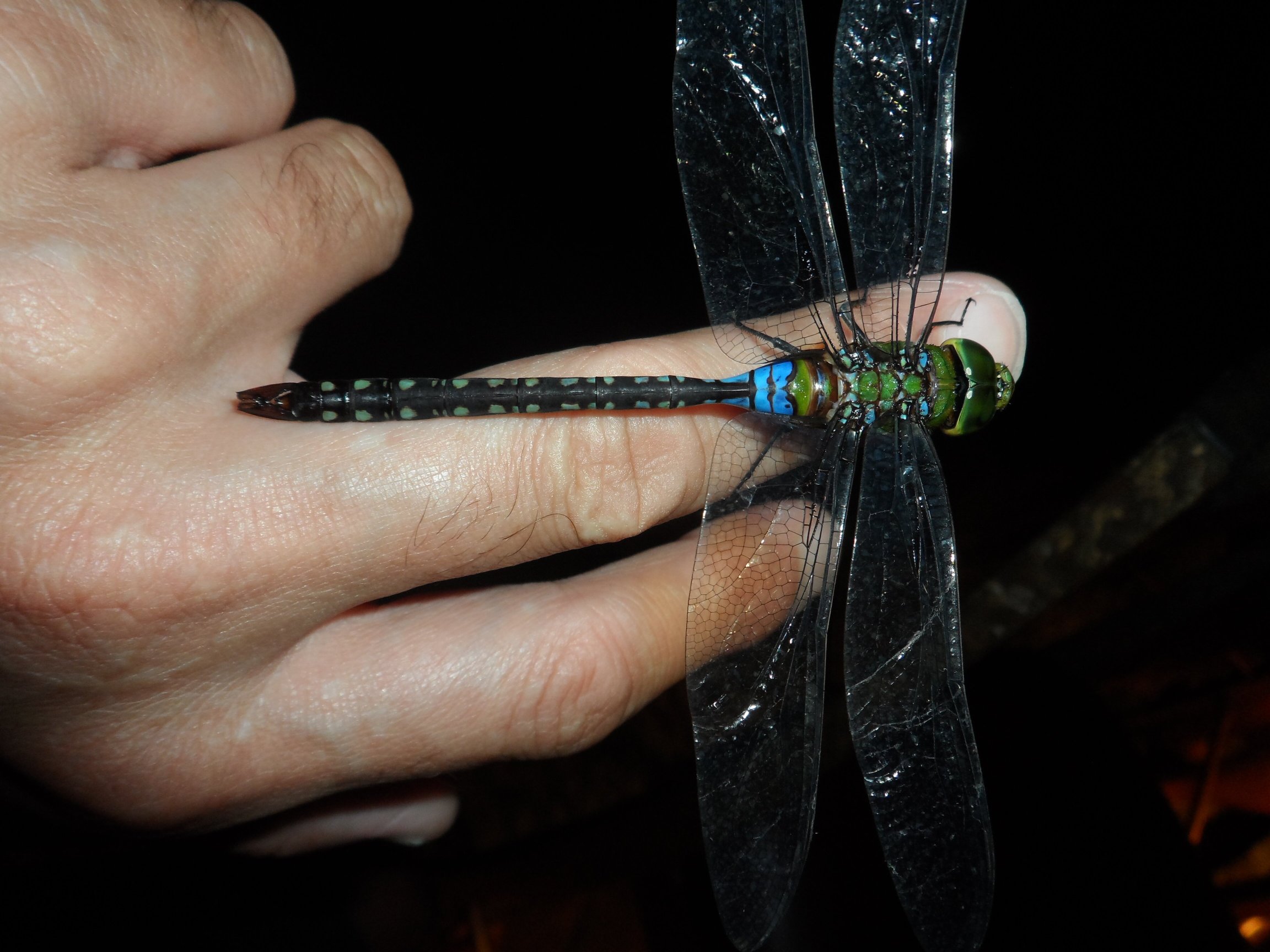 成功浮罗交怡度假村-官方