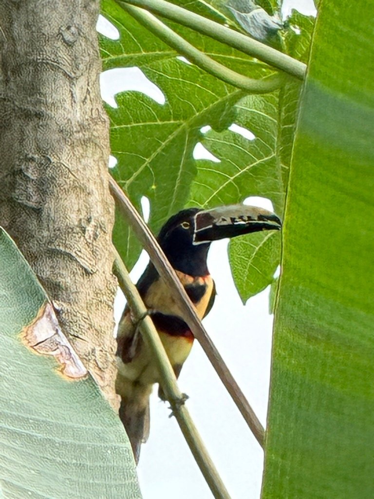 Gatun Lake Lodge-官方