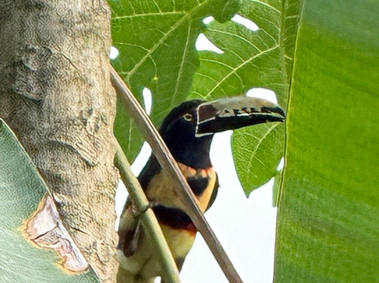 Gatun Lake Lodge主图