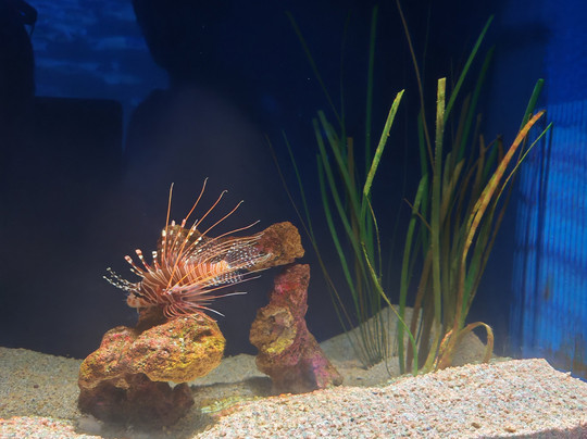 Odysseo Oceanarium Mauritius-路易士港必去景点