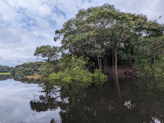 Amazon Brasil Jungle Tours-玛瑙斯必去景点