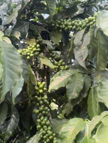 Fairview Coffee Estate-内罗毕必去景点