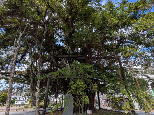 Nago Himpun Banyan Tree-名护市必去景点