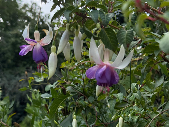 Mount Usher Gardens-Ashford必去景点