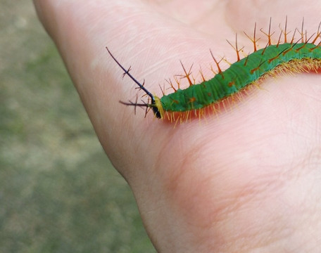 Mariposario Dedalma-Puyo必去景点
