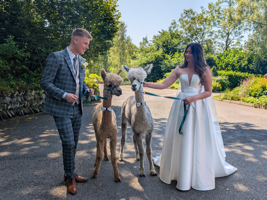 Wreay Syke Alpacas-肯德尔必去景点