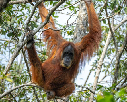 Sumatra Orangutan Tours-武吉拉旺必去景点