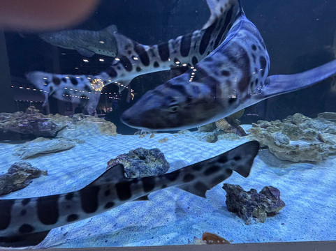 Boca Aquarium-博卡拉顿必去景点