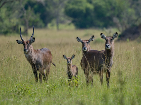 Native Africa Tours-坎帕拉必去景点