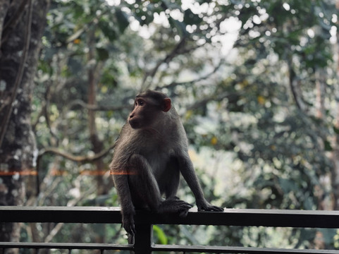 Chembarathi Wayanad主图