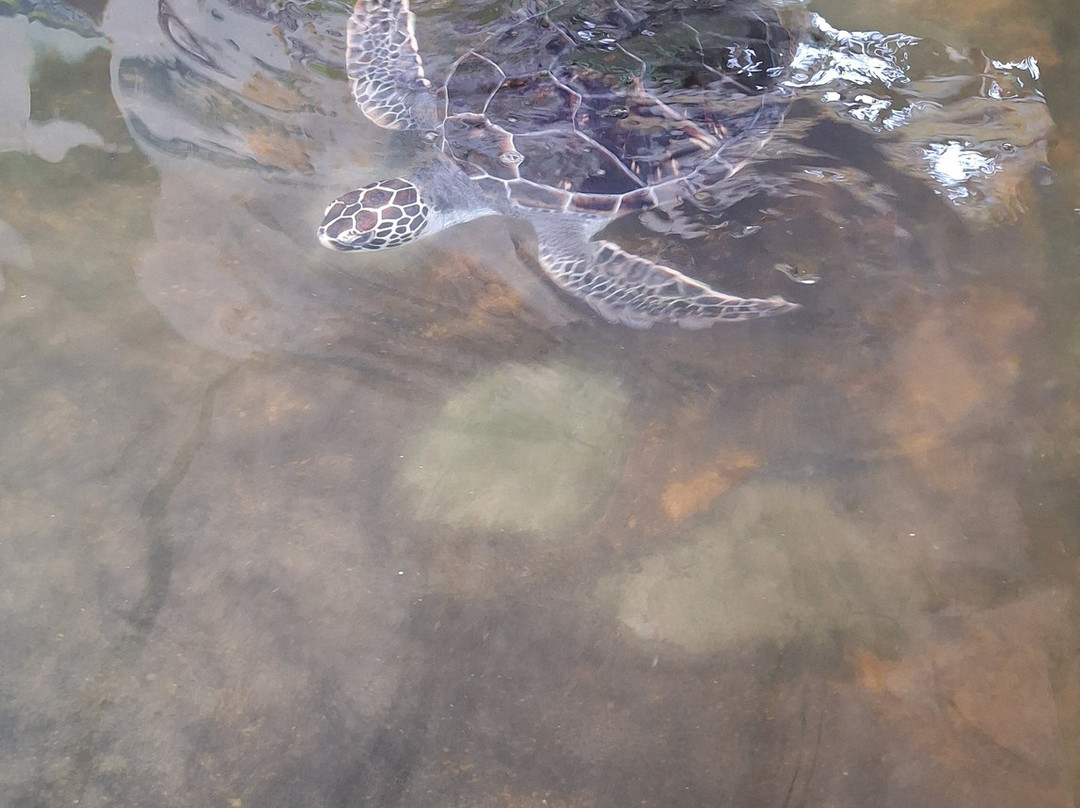 Geethmi Tours-亚洪加拉必去景点