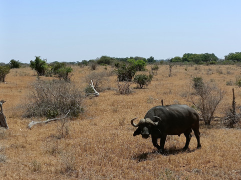 Kenya Safari Con Kassim Luigi-瓦塔木必去景点