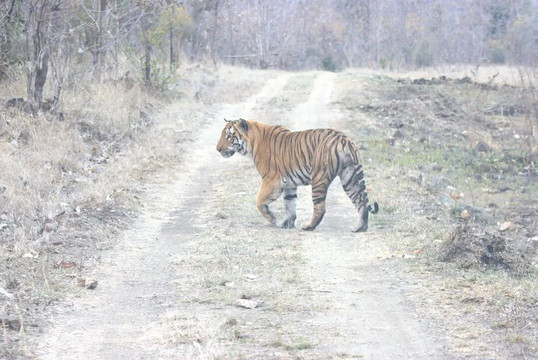 Kheoni Wildlife Sanctuary-Dewas必去景点