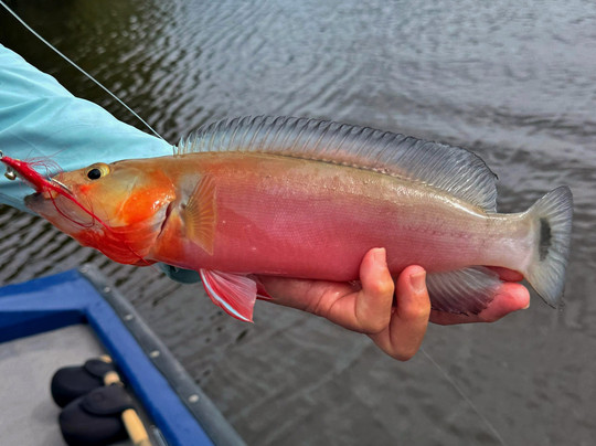 Nomadic Waters Brazil-玛瑙斯必去景点