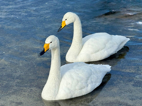 屈斜路湖-弟子屈町必去景点
