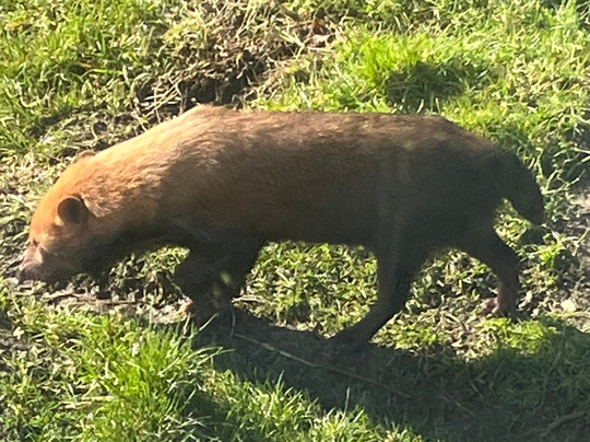 Peak Wildlife Park-Winkhill必去景点