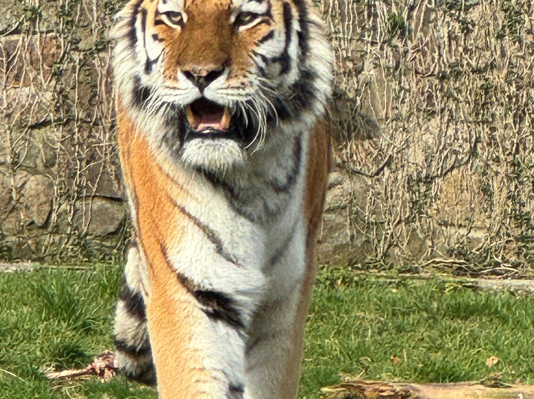 Dartmoor Zoological Society-Sparkwell必去景点