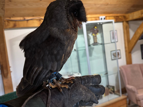 The Falconry Experience-纽波特必去景点