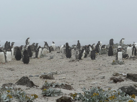 Falkland Islands Tourist Board-Stanley必去景点